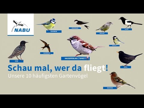 YouTube-Video-Thumbnail